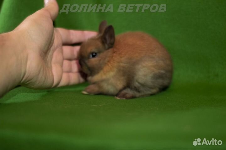 Кролик девочка 200 граммов карликовый минор
