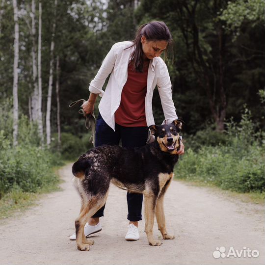 Собака из приюта ищет дом