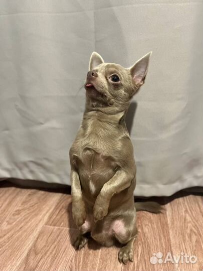 Вязка чихуахуа