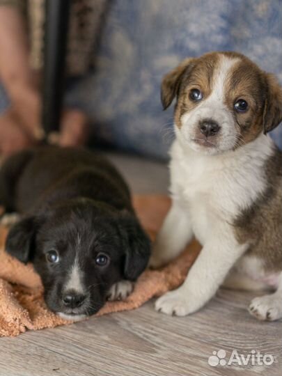 Щенки от спаниеля