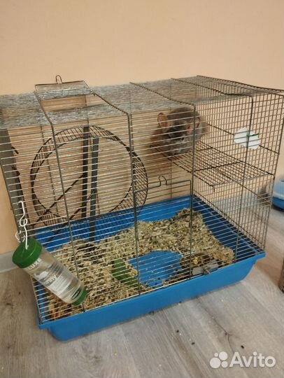 Шиншилла
