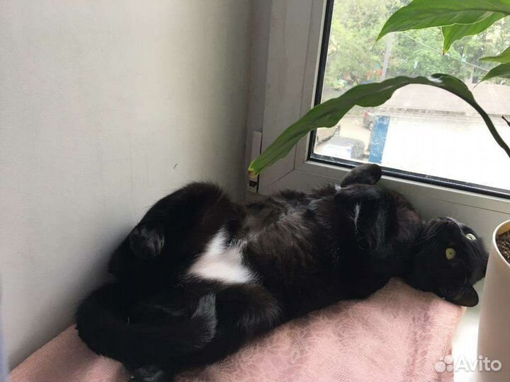 Кошечка в добрые руки