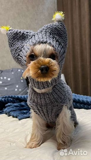 Вязаная одежда на заказ для собачек и кошек