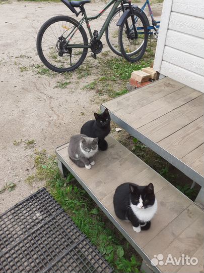 Котята ищут добрые руки
