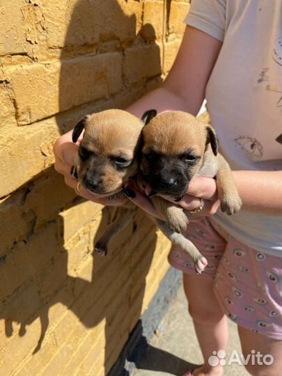 Мини малыши