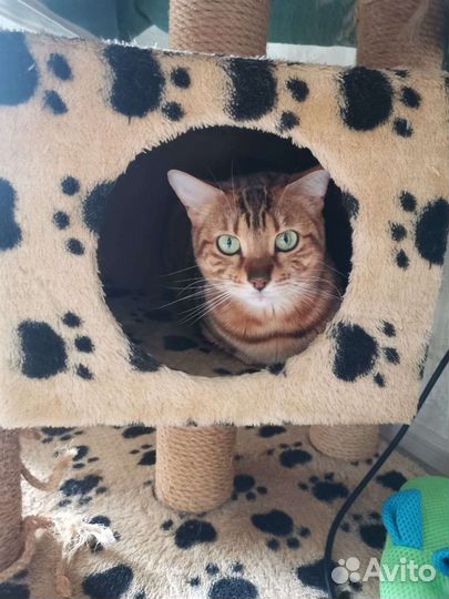 Бенгальская кошка