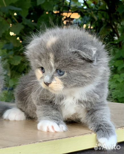 Шотландские малыши котята