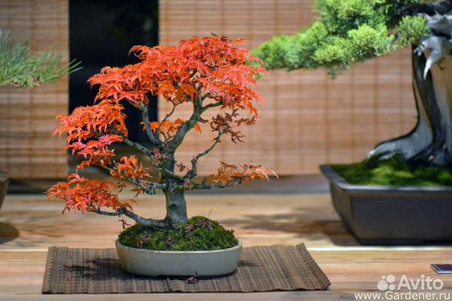 Японский клен семена