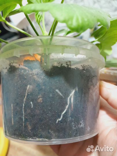 Красная розебудная пеларгония герань