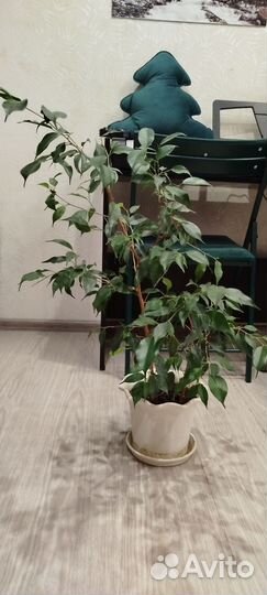 Фикус бенджамина