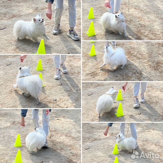 Кинолог-зоопсихолог, ветдиетолог