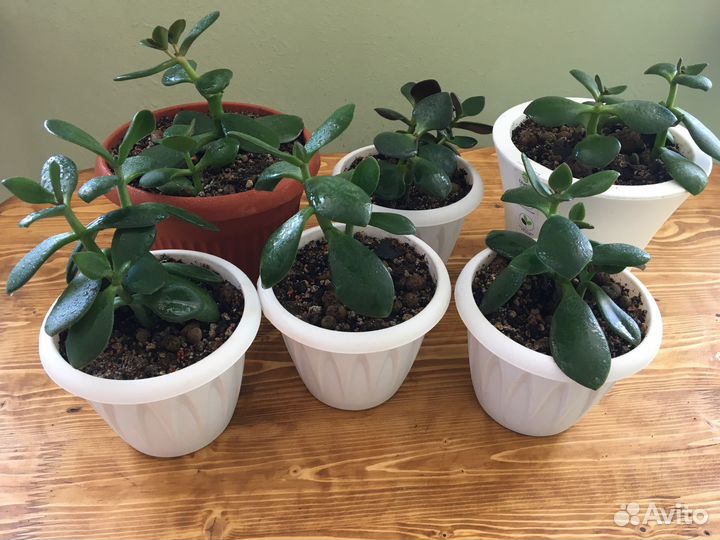 Денежное дерево (толстянка)