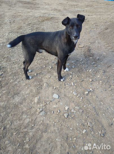 Молодой кобель