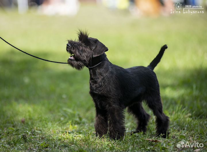Высокопородные щенки цвергшнауцера