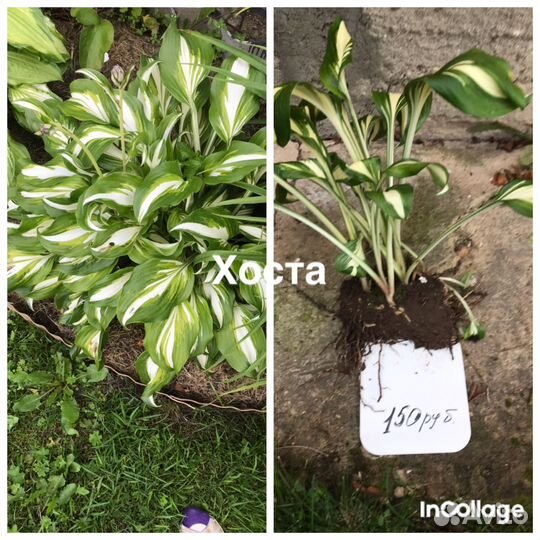 Многолетние цветы