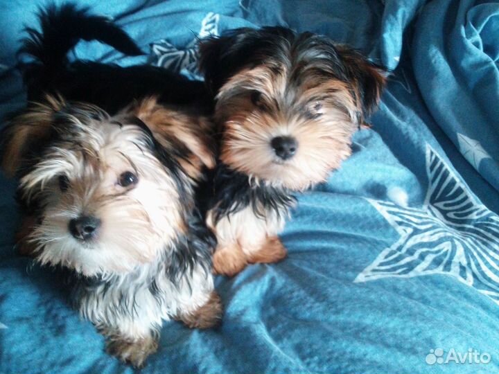 Щенки бивер йорка