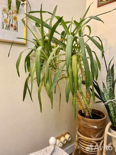 Пальма юкка