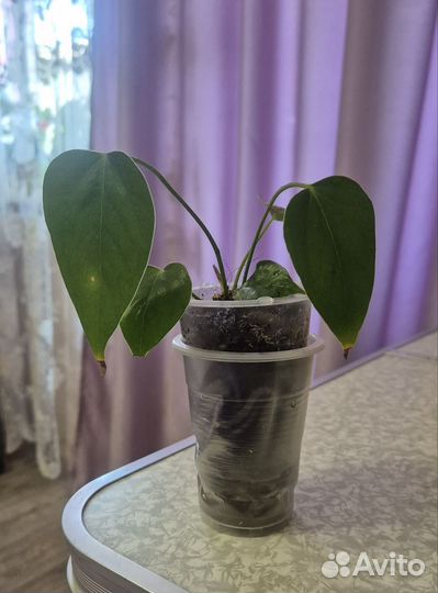 Антуриум красный