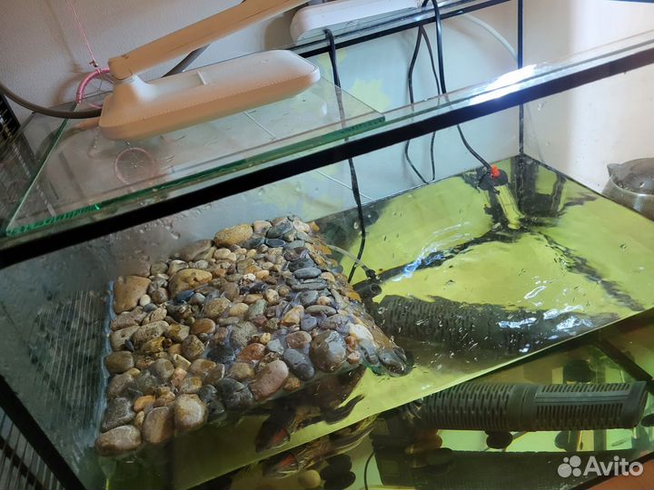 Черепаха с аквариумом