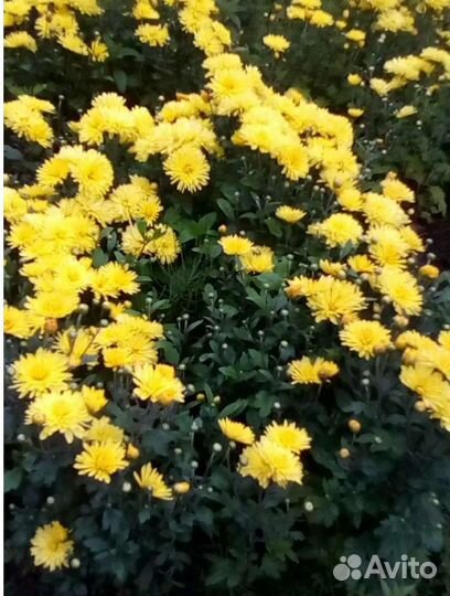 Хризантемы многолетние садовые высокорослые