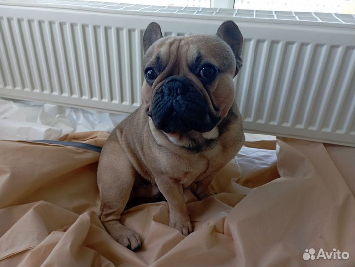 Вязка французский бульдог