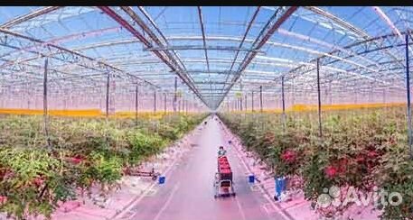 Рабочие в теплицы / Семейные пары Вахта