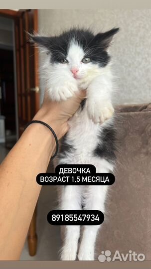 Кошки