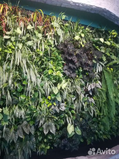 Цветы многолетники и горшечные