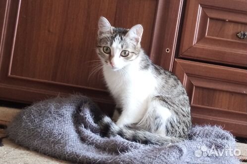 Кошка, котенок