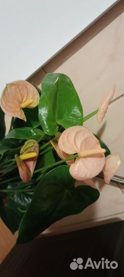 Анториум спирт