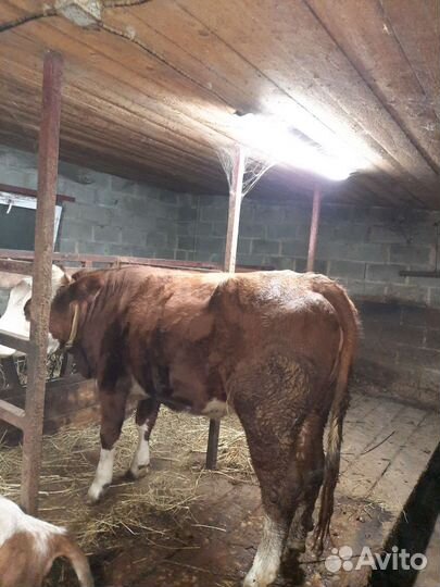 Корова, тёлки стельные