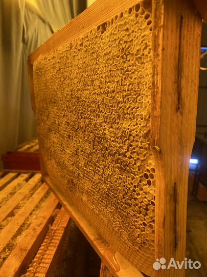 Рамка меда в сотах