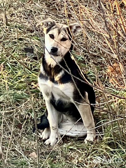 Отдам щенка в добрые руки бесплатно
