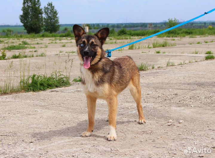 Собака в дар