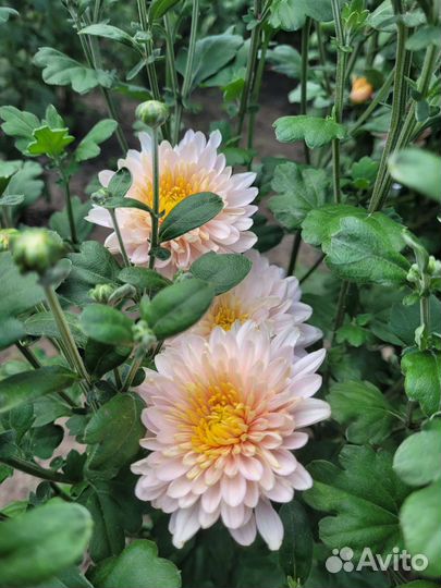 Хризантема садовая(полноценный куст)