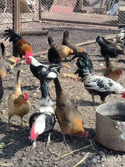 Декоративные карликовые куры