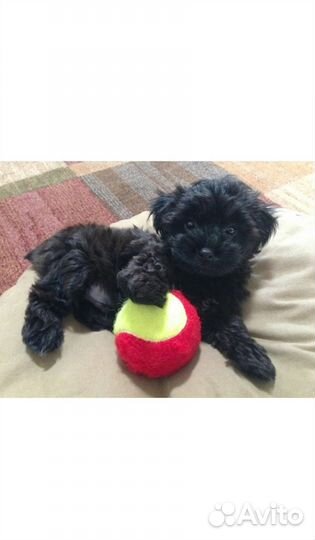 Мальтипу девочки