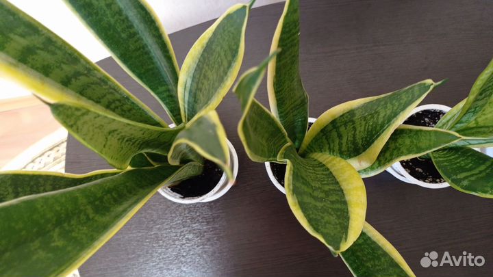 Сансевиерия футура суперба и цилиндрика