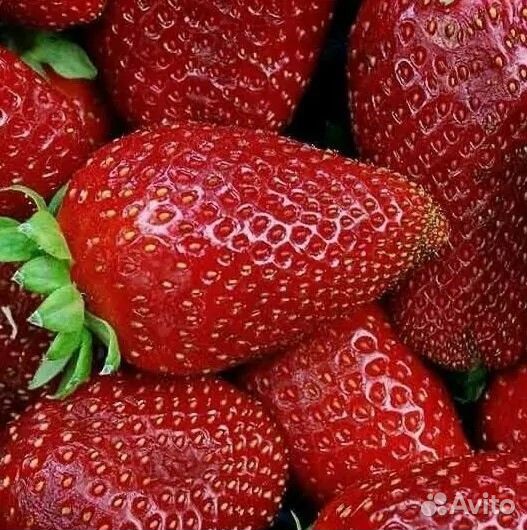 Саженцы клубники в ассортименте