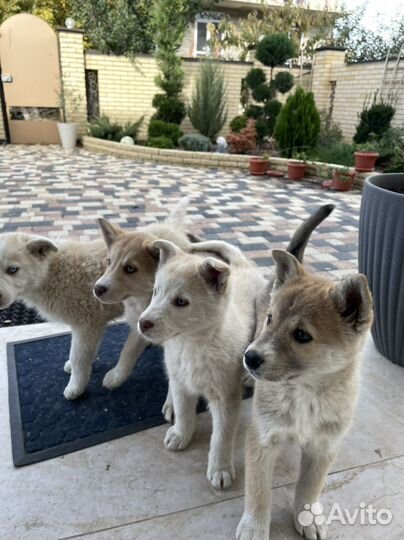 Помесь хаски