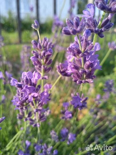 Лаванда можжевельник туя