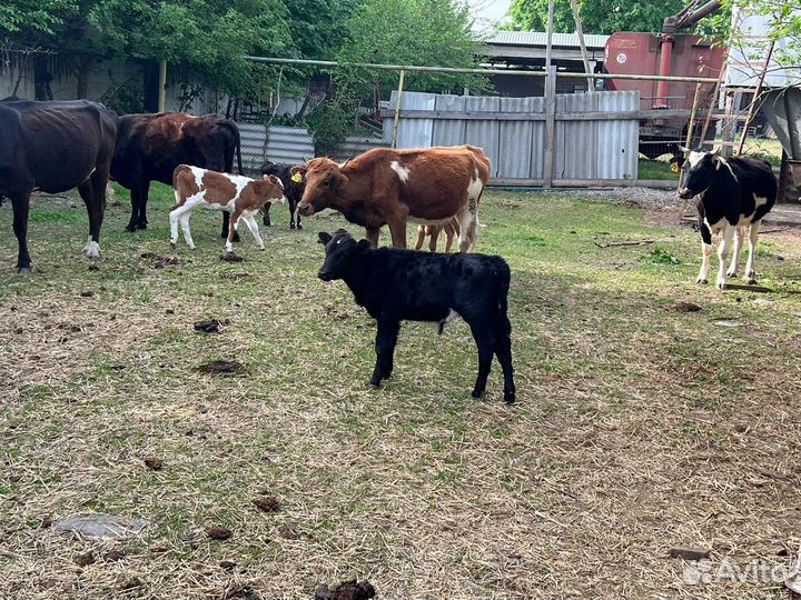 Продаются телята