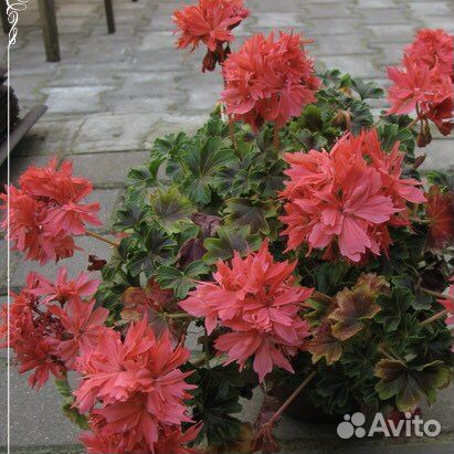 Пеларгония герань розебудная сортовая