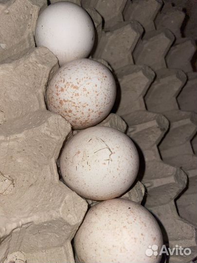 Инкубационное яйцо индюшки