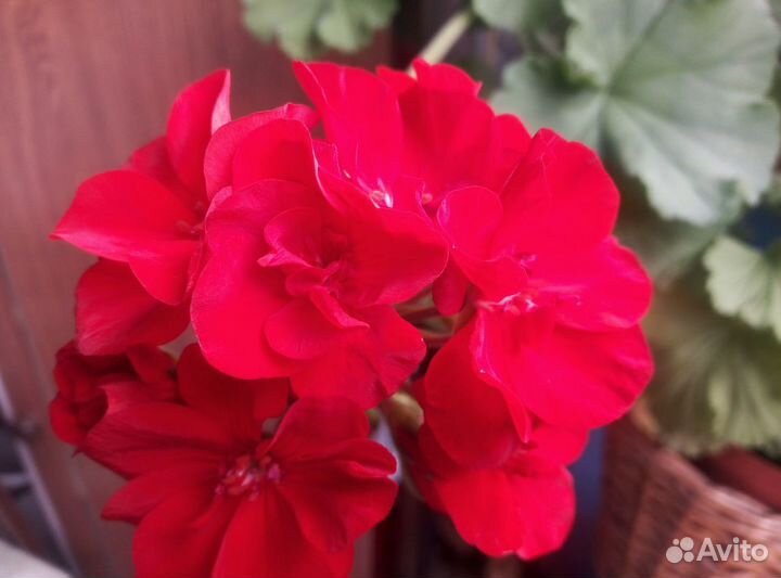 Пеларгония