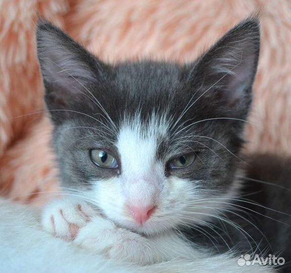 Котёнок Атос (мушкетёр)