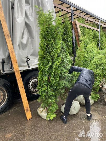 Туя Смарагд с доставкой