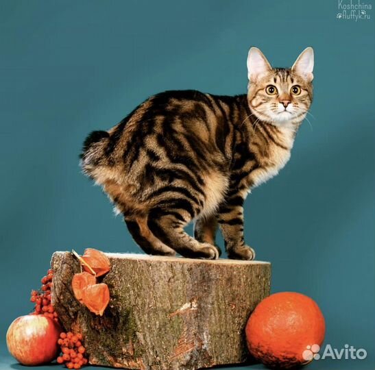 Курильский бобтейл кошка