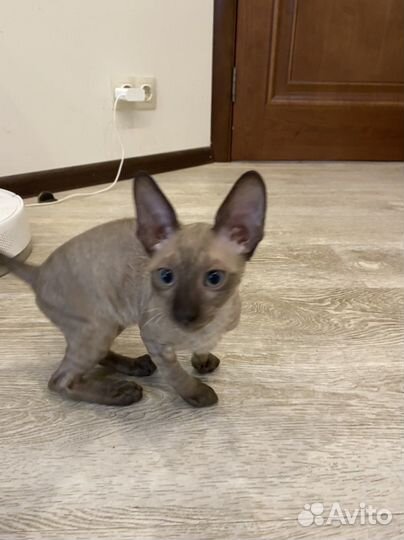 Котята корниш-рекс, кошечки,3 мес