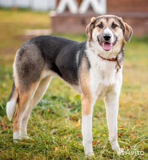 Метис гончей в семью